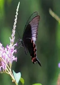 游蜂戏蝶