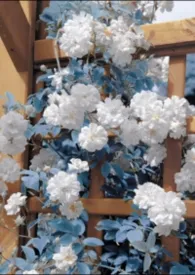 [黑篮]无懈可击的女神