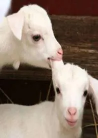 桃子用法【SM,校园高H】