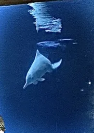 粉色海豚（兄妹禁忌血缘）